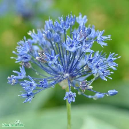 allium-azurlk-caeruleum-10st-1