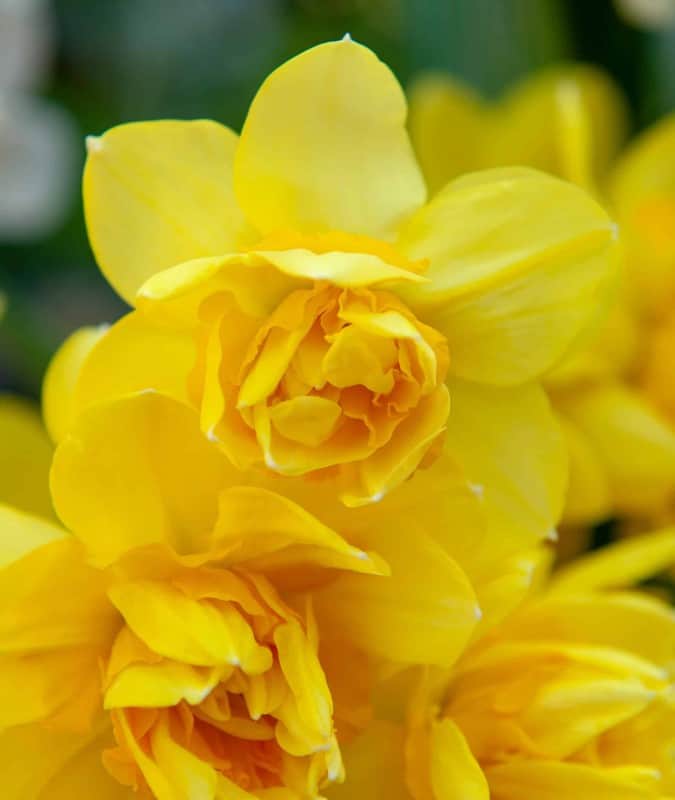 stjrnnarciss-golden-delicious-5st-1