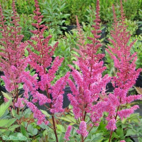 astilbe-astary-rose-red-12cm-kruka-1