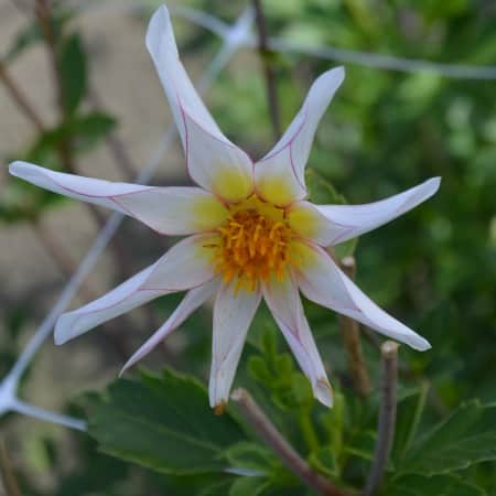 orkid-dahlia-honka-fragile-1st-1