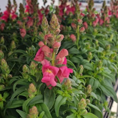 lejongap-pink-12cm-kruka-1