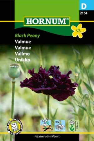 pionvallmo-black-peony-1