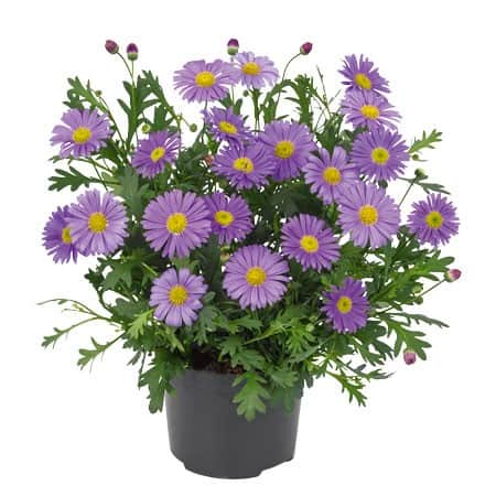 dockkrage-fresco-purple-105cm-kruka-1