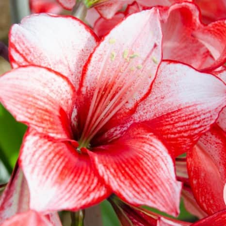 amaryllis-charisma-1st-1