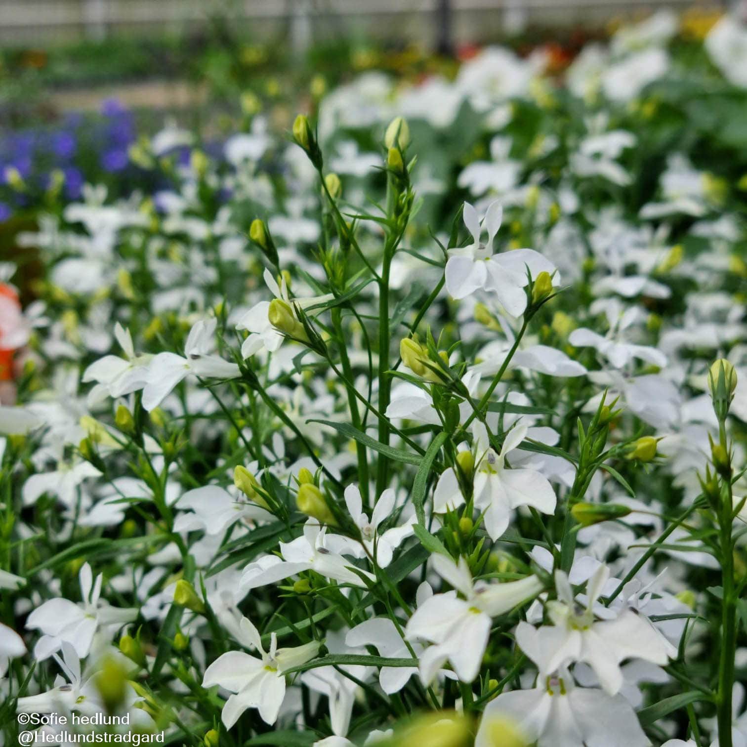 lobelia-lobelix-white-3-plantor-1