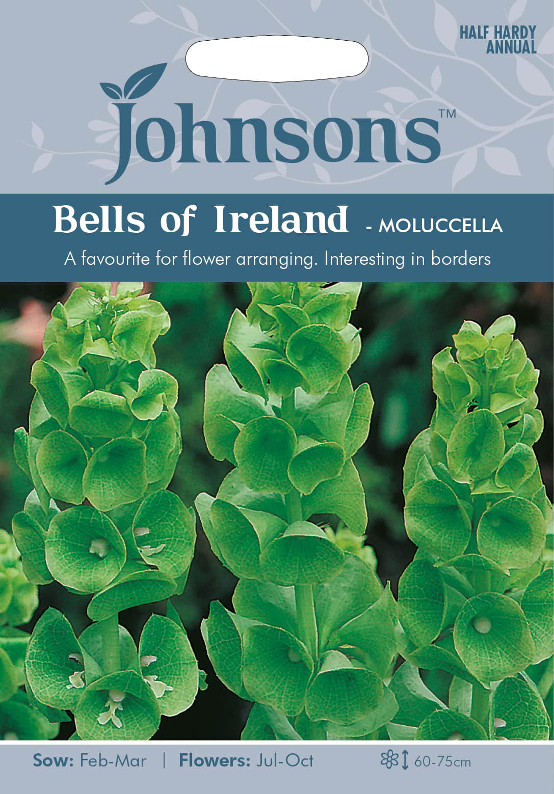 musselsyska-bells-of-ireland--mollucella-fr-1