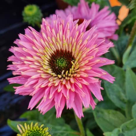 rudbeckia-bolero-pink---3-plantor-1