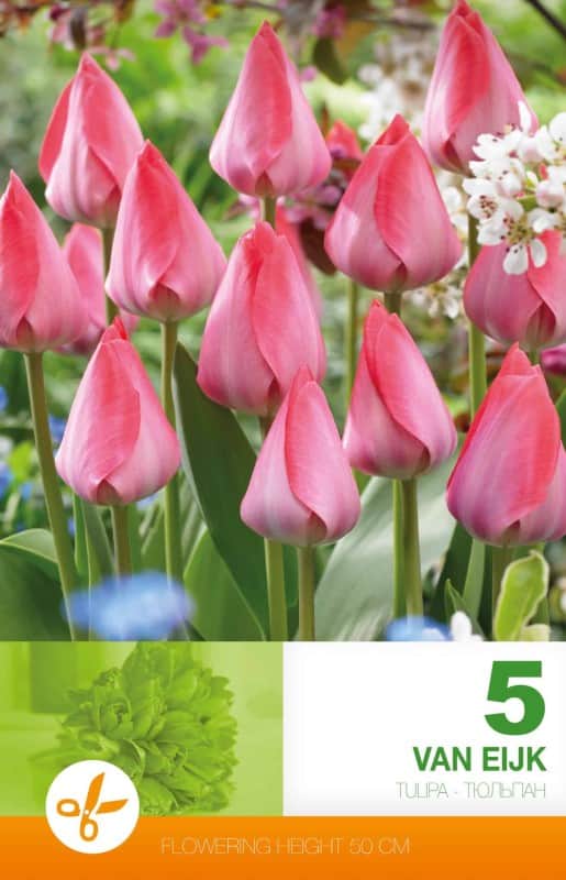 darwinhybridtulpan-van-eijk-5st-1