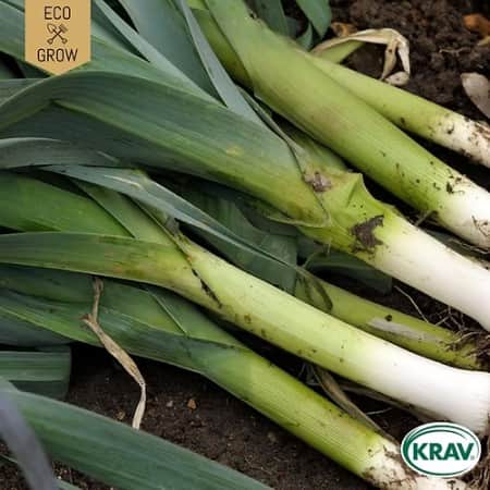 purjolk-winter-giant-krav-mrkt-1