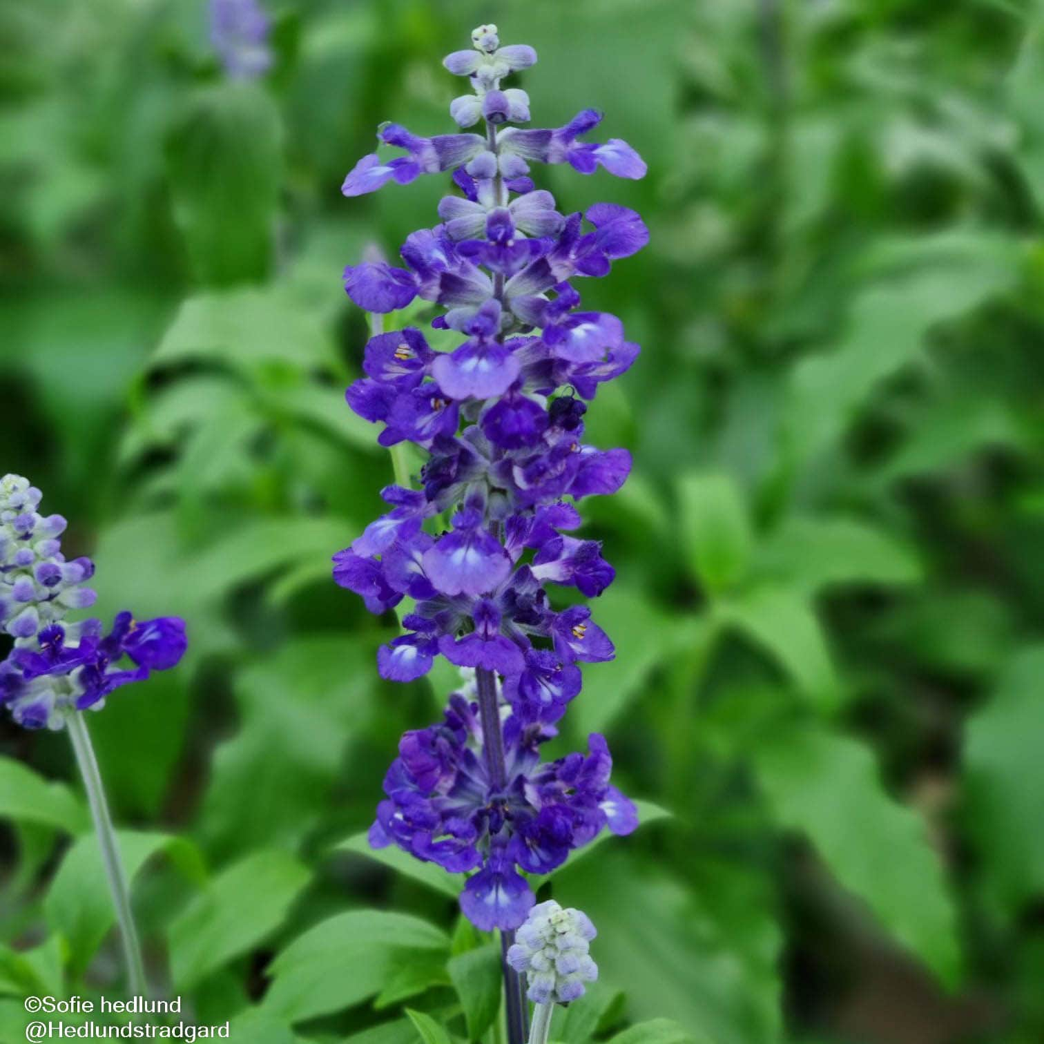 daggsalvia-victoria-12cm-kruka-1