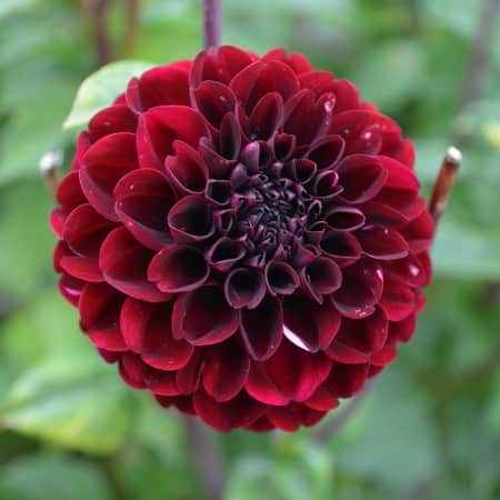 pompon-dahlia-natal-1st-1