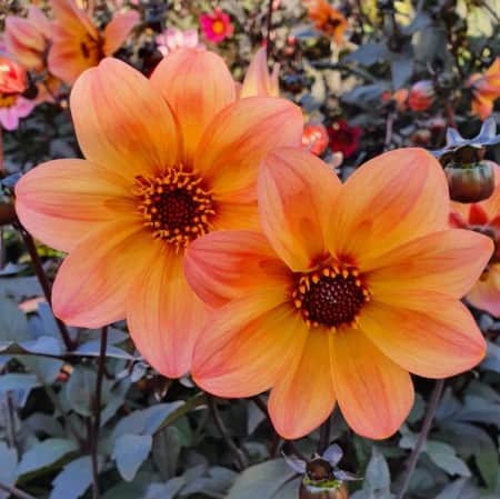 sommardahlia-mystic-fantasy-105cm-kruka-1