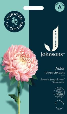 sommaraster-peony-chamois-1