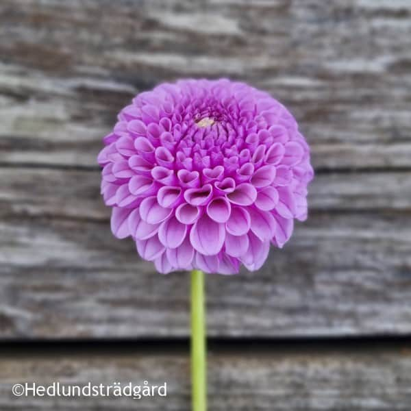 pompon-dahlia-lipoma-1st-2