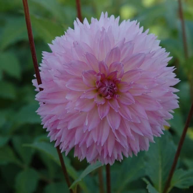 fransad-dahlia-sakura-fubuki-1st-1