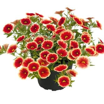 minipetunia-unique-sangria-picotee-105cm-kruk-2