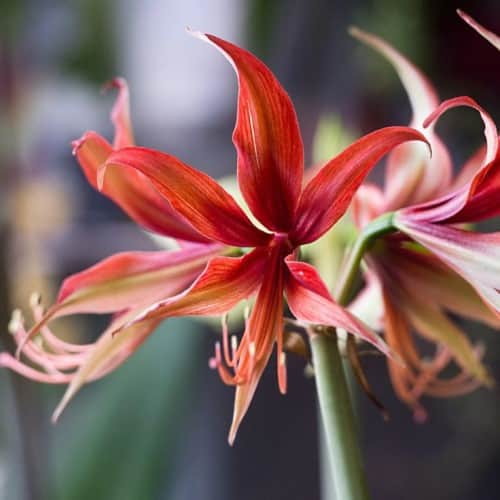 amaryllis-sumatra-1st-1