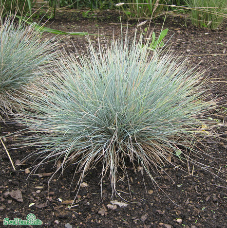 blsvingel-elijah-blue-11cm-kruka-2