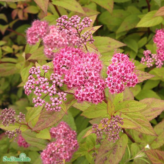 Praktspirea ’Froebelii’ barrotad 100-pack 30-50cm