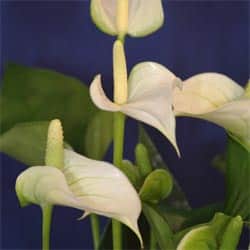 rosenkalla-anthurium-white-champion-12cm-1