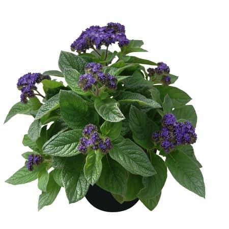 heliotrop-midnight-sky-105cm-kruka-1