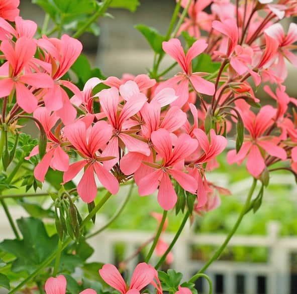 kaskadpelargon-decora-pink-3st-sticklingar-1