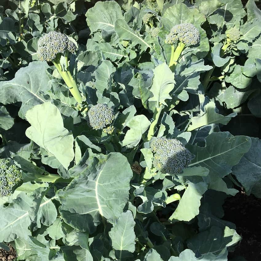 broccoli-sibsey-f1-fr-1