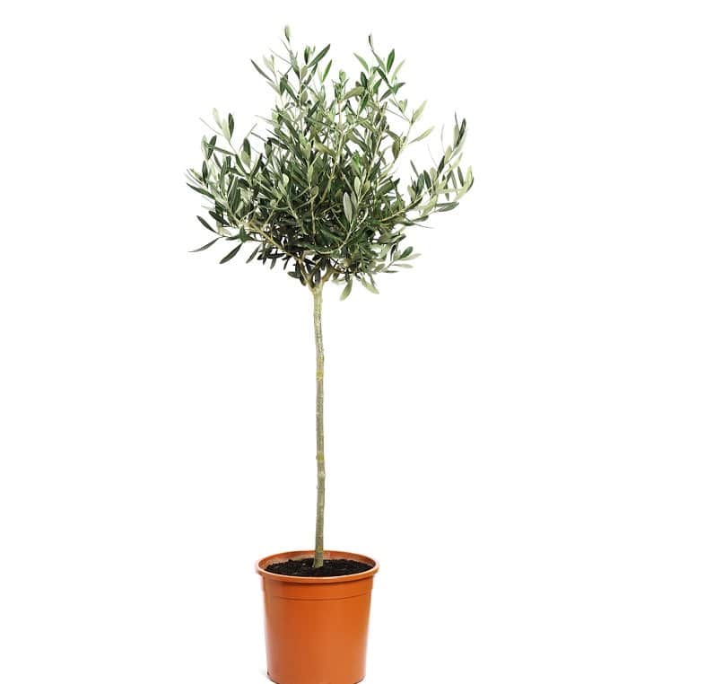 olivtrd-stam-50cm-14cm-kruka-1