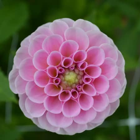pompon-dahlia-stolze-von-berlin-1st-1