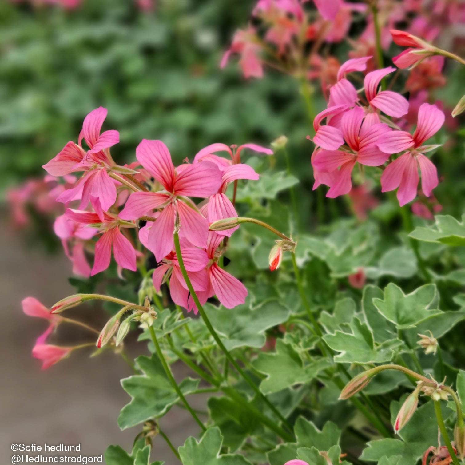 hngpelargon-rose-evka-12cm-kruka-1