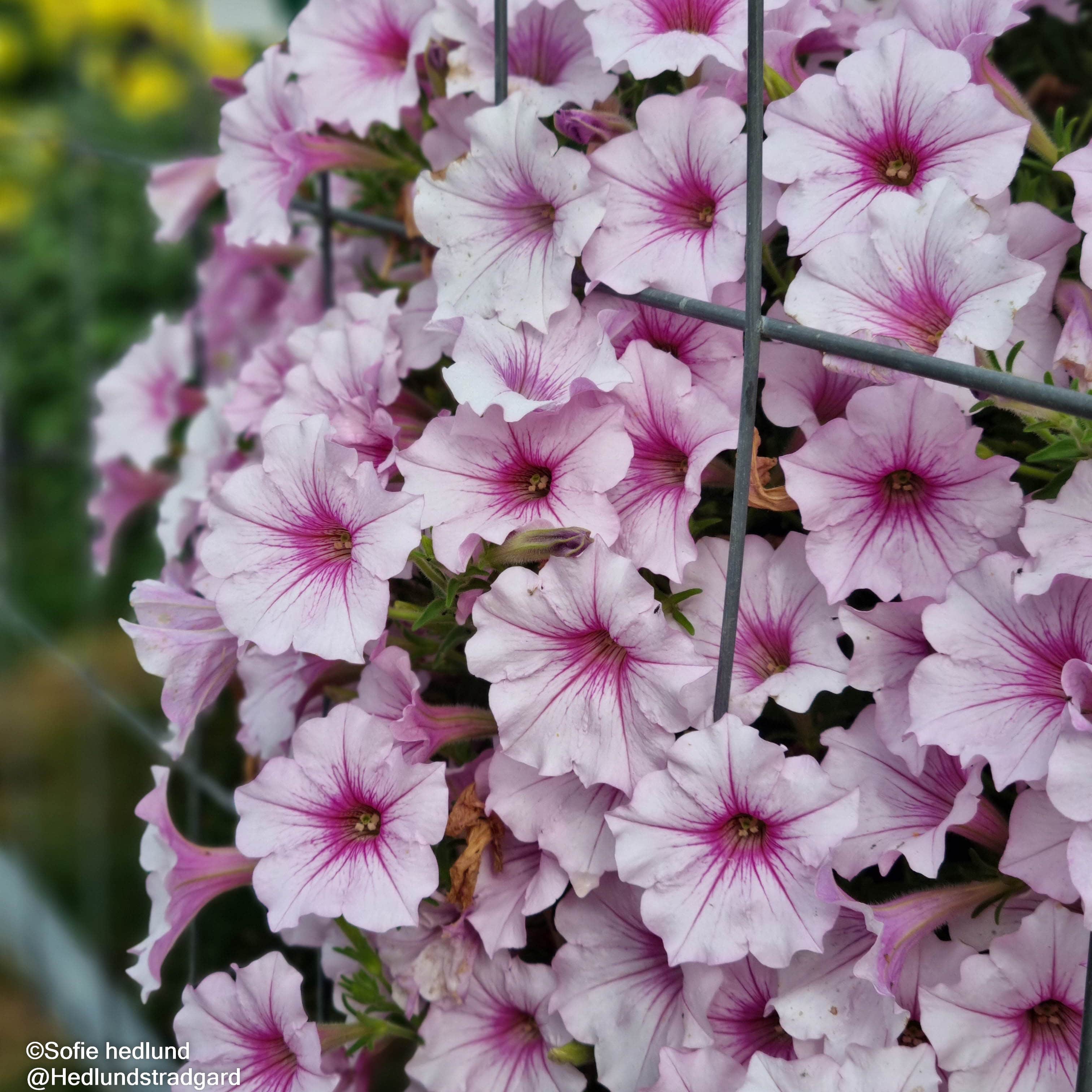 petunia-colorrush-pink-vein-105cm-kruka-1