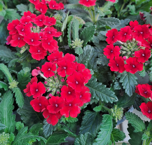 trdgrdsverbena-magelana-scarlet-105cm-kruka-1