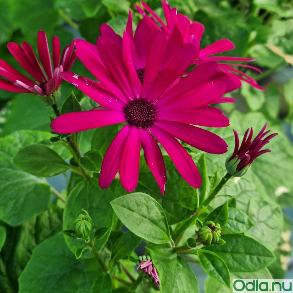 cineraria-senetti-ruby-red-12cm-kruka-1