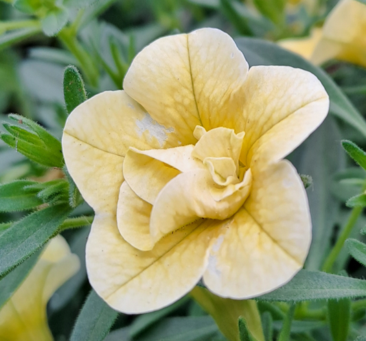 minipetunia-double-yellow-105cm-kruka-1