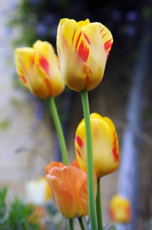 darwinhybridtulpan-olympic-flame-8st-1