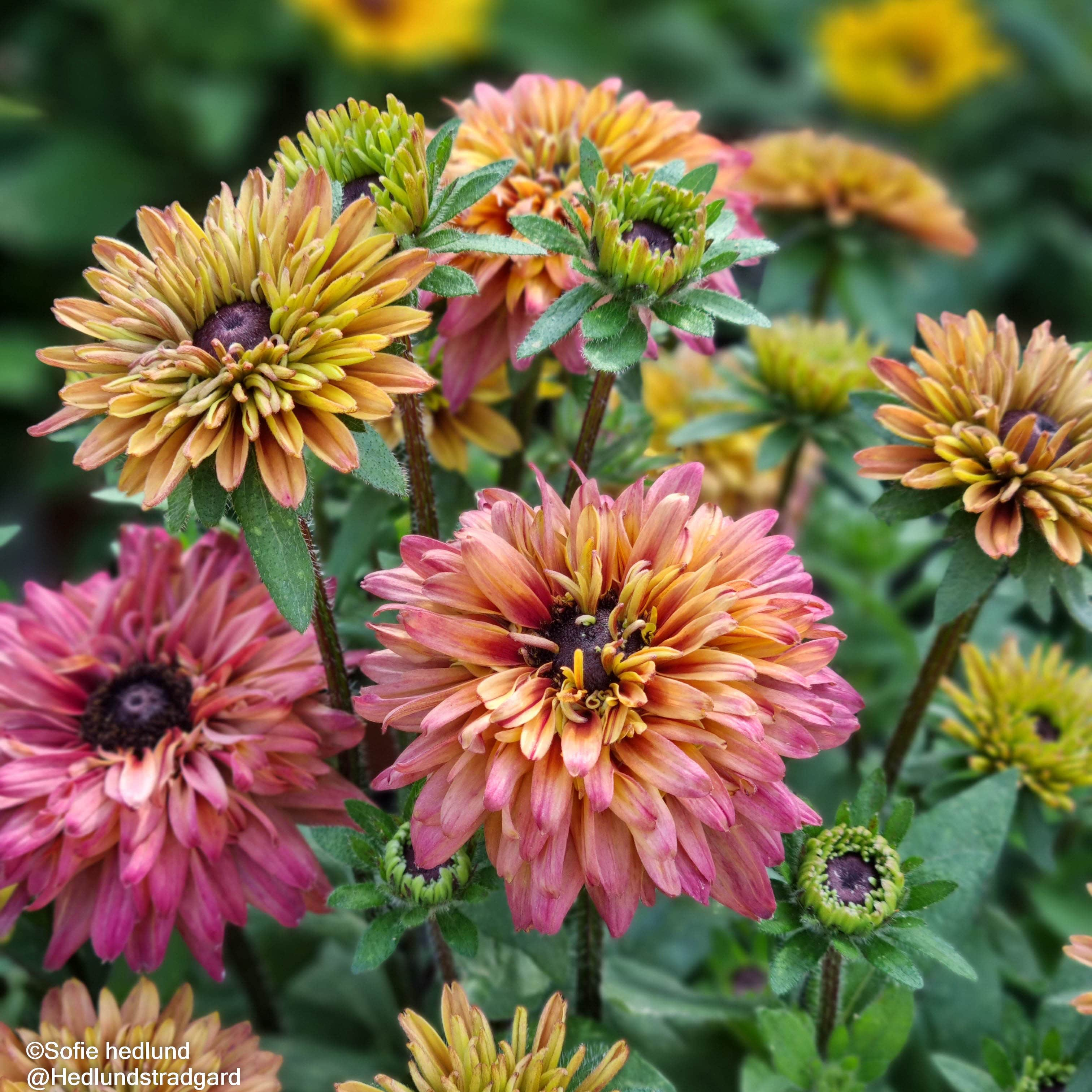 sommarrudbeckia-rudy-double-rose-yellow---3-p-1