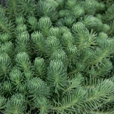 sedum-green-ball-12cm-kruka-1