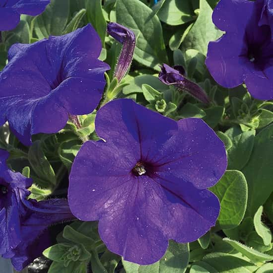 petunia-veranda-dark-blue---3-plantor-1